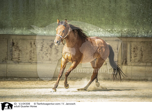ausgewachsenes Quarter Horse / adult Quarter Horse / VJ-04306