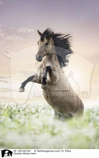 Quarter Horse Stute / Quarter Horse mare / KFI-02152