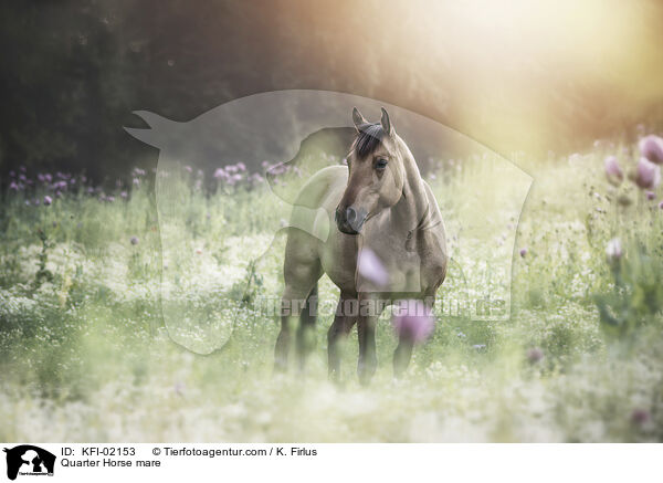 Quarter Horse mare / KFI-02153