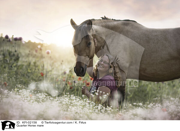 Quarter Horse Stute / Quarter Horse mare / KFI-02158
