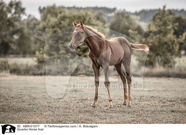 Quarter Horse Fohlen / Quarter Horse foal / ABR-01077