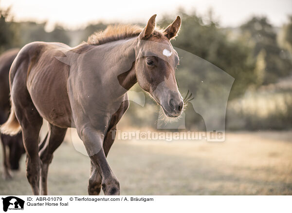 Quarter Horse foal / ABR-01079