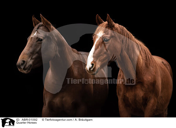 Quarter Horses / Quarter Horses / ABR-01092