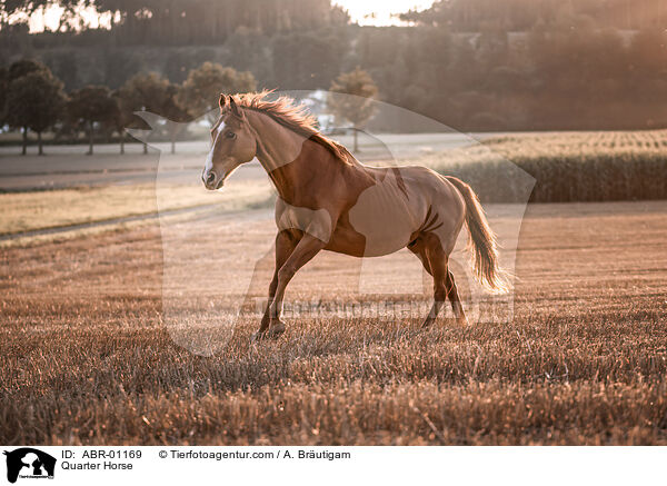 Quarter Horse / Quarter Horse / ABR-01169