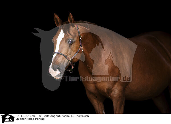 Quarter Horse Portrait / Quarter Horse Portrait / LIB-01366