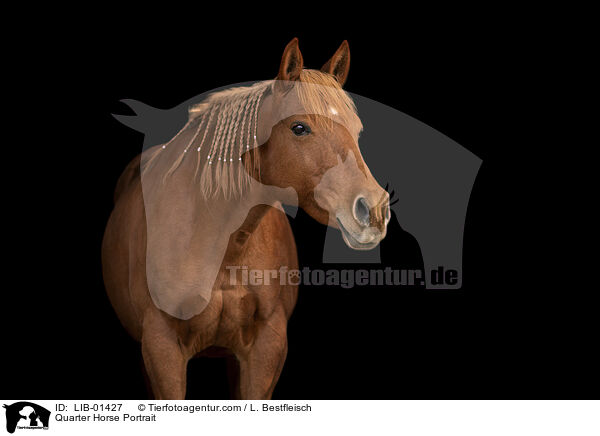 Quarter Horse Portrait / Quarter Horse Portrait / LIB-01427