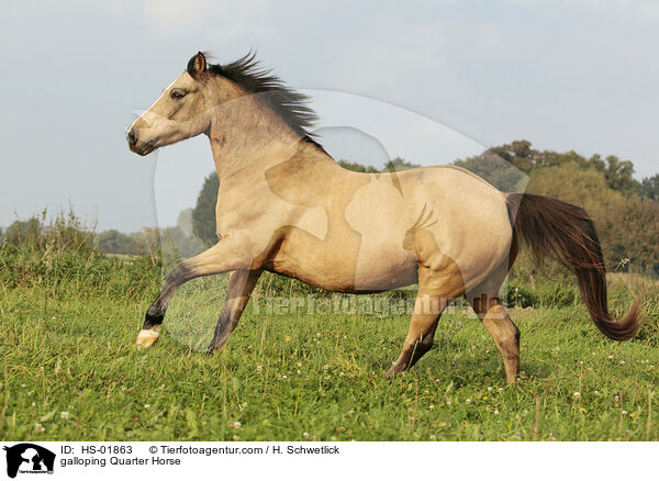 galloping Quarter Horse / HS-01863