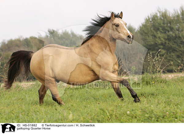 galoppierendes Quarter Horse / galloping Quarter Horse / HS-01882