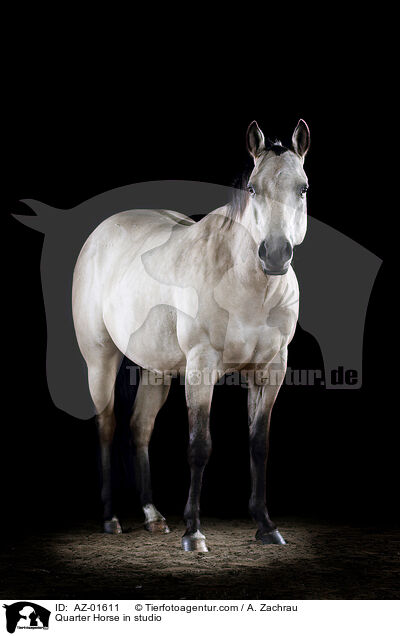 Quarter Horse im Studio / Quarter Horse in studio / AZ-01611