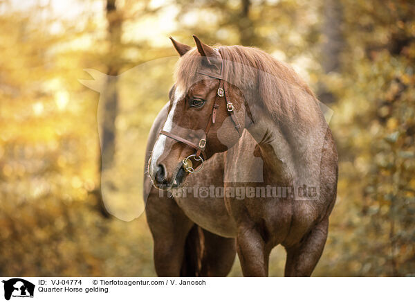 Quarter Horse Wallach / Quarter Horse gelding / VJ-04774