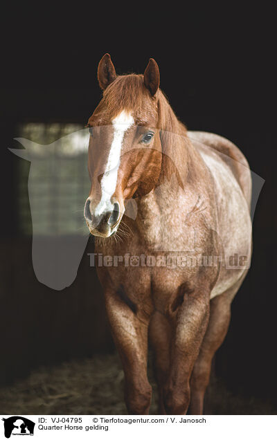 Quarter Horse gelding / VJ-04795