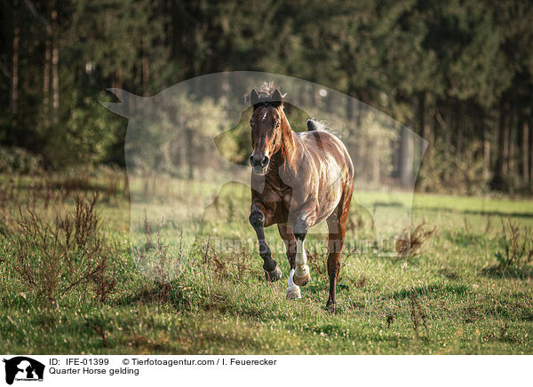 Quarter Horse gelding / IFE-01399