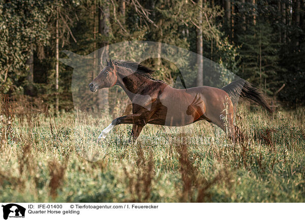 Quarter Horse gelding / IFE-01400