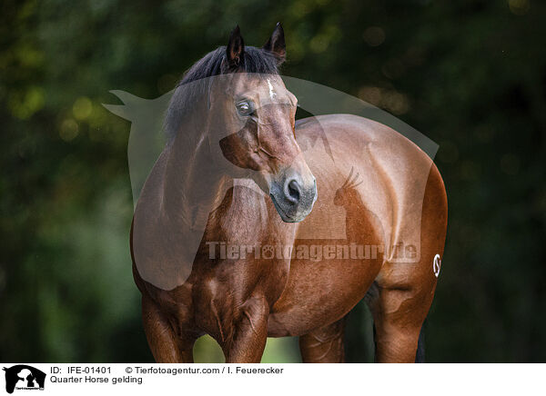 Quarter Horse Wallach / Quarter Horse gelding / IFE-01401