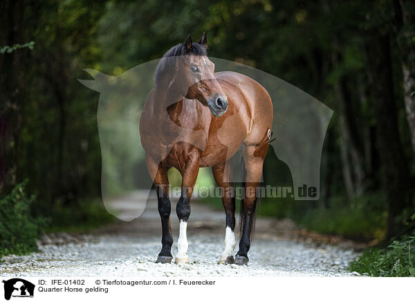 Quarter Horse Wallach / Quarter Horse gelding / IFE-01402