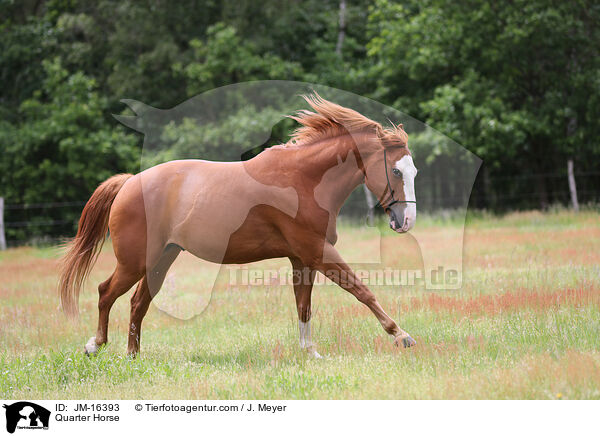 Quarter Horse / Quarter Horse / JM-16393