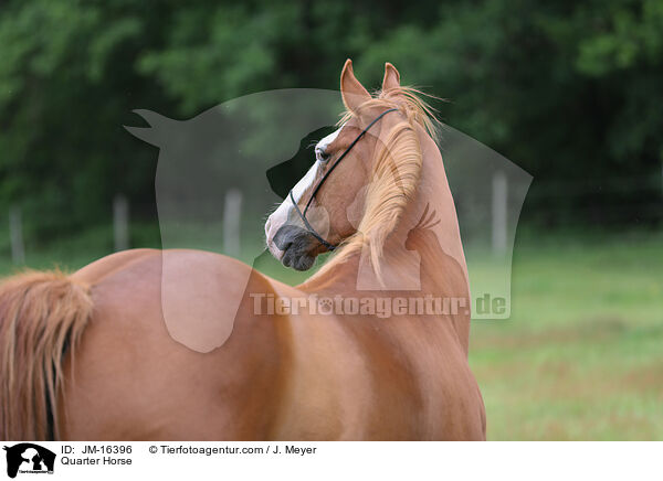 Quarter Horse / Quarter Horse / JM-16396