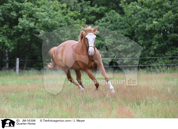 Quarter Horse / Quarter Horse / JM-16398