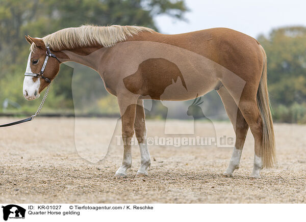Quarter Horse Wallach / Quarter Horse gelding / KR-01027
