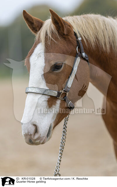 Quarter Horse gelding / KR-01028