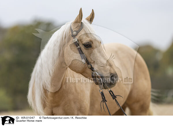 Quarter Horse Stute / Quarter Horse mare / KR-01047
