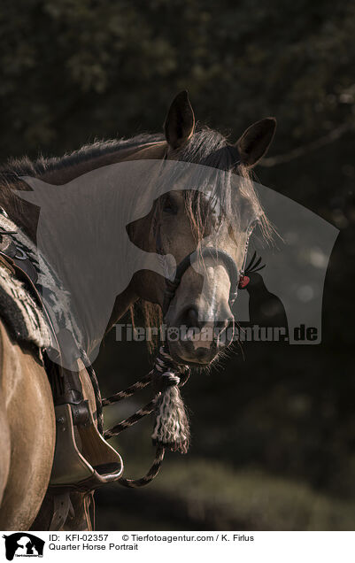 Quarter Horse Portrait / Quarter Horse Portrait / KFI-02357