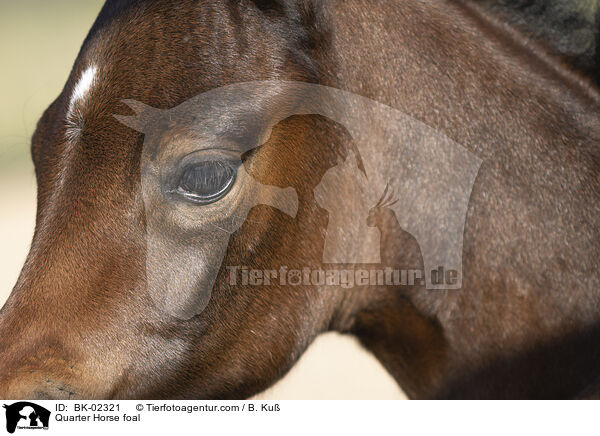 Quarter Horse Fohlen / Quarter Horse foal / BK-02321