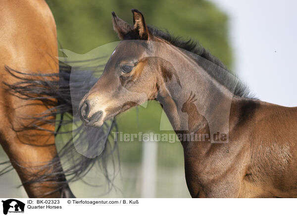 Quarter Horses / Quarter Horses / BK-02323
