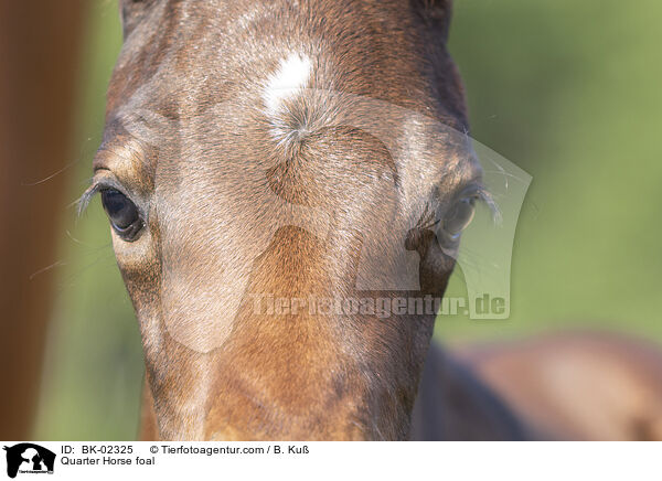 Quarter Horse Fohlen / Quarter Horse foal / BK-02325
