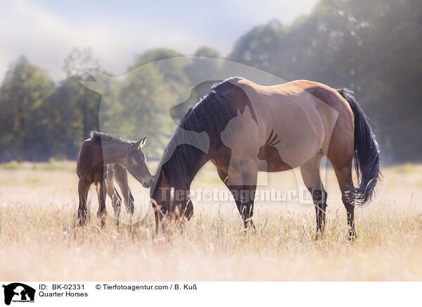 Quarter Horses / BK-02331
