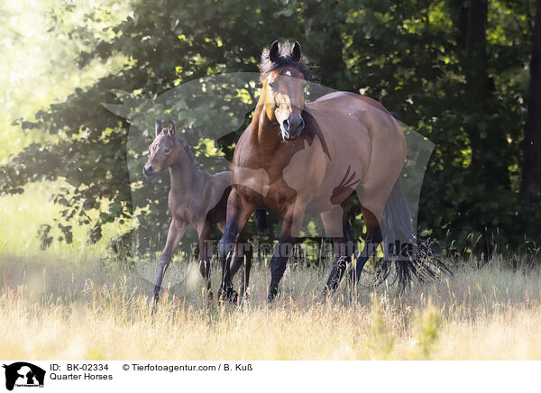 Quarter Horses / Quarter Horses / BK-02334