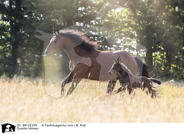 Quarter Horses / Quarter Horses / BK-02335