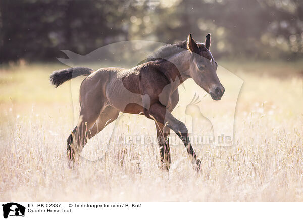 Quarter Horse Fohlen / Quarter Horse foal / BK-02337