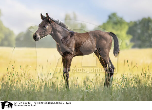 Quarter Horse Fohlen / Quarter Horse foal / BK-02343