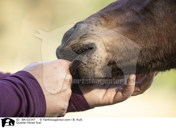 Quarter Horse foal / BK-02347