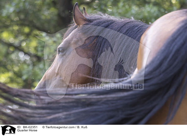 Quarter Horse / Quarter Horse / BK-02351