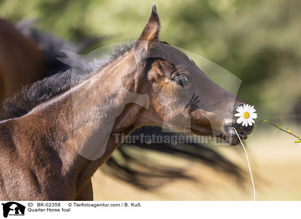 Quarter Horse Fohlen / Quarter Horse foal / BK-02358