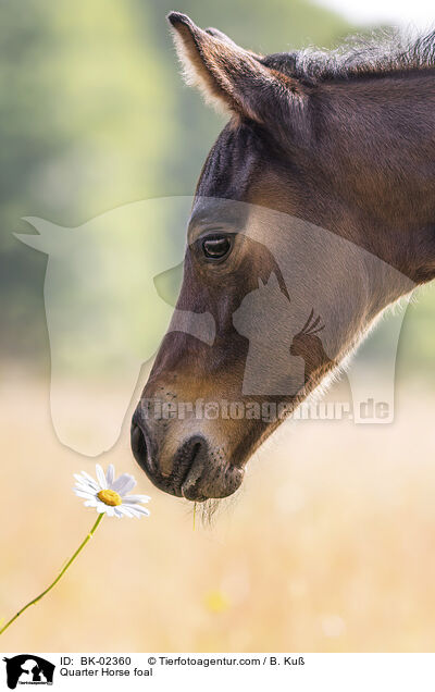 Quarter Horse Fohlen / Quarter Horse foal / BK-02360