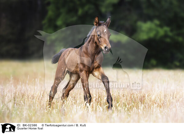 Quarter Horse Fohlen / Quarter Horse foal / BK-02386