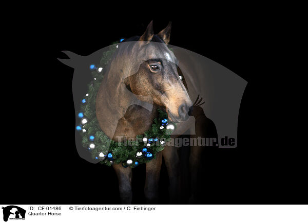 Quarter Horse / CF-01486