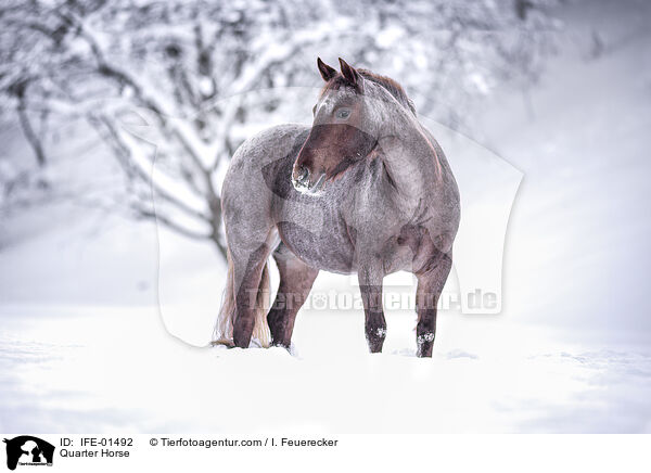 Quarter Horse / Quarter Horse / IFE-01492