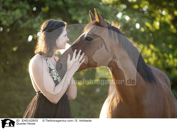 Quarter Horse / EHO-02605