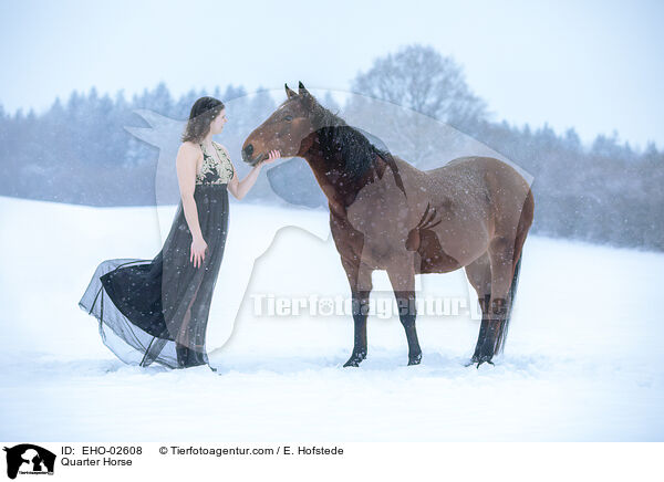 Quarter Horse / Quarter Horse / EHO-02608