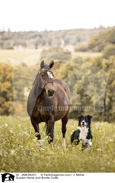 Quarter Horse and Border Collie / JAM-06201