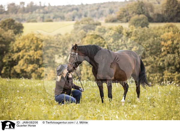 Quarter Horse / Quarter Horse / JAM-06206