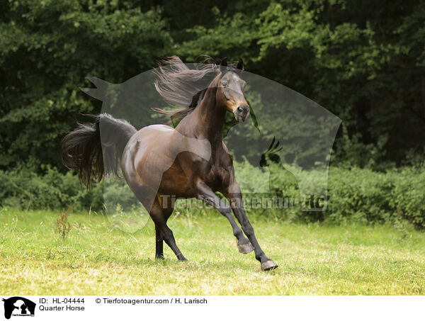 Quarter Horse / Quarter Horse / HL-04444