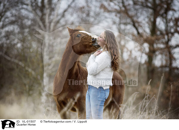 Quarter Horse / Quarter Horse / VL-01507