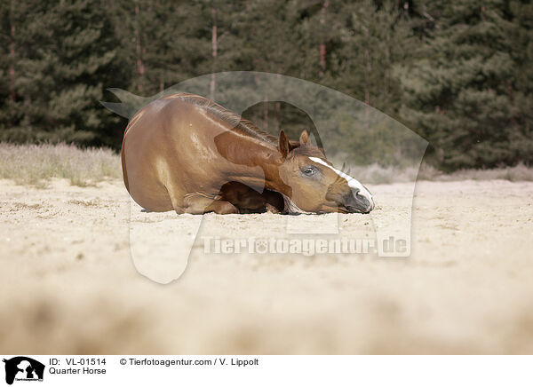 Quarter Horse / Quarter Horse / VL-01514