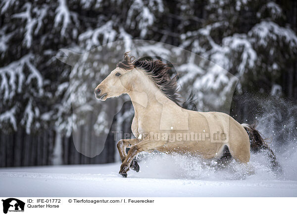 Quarter Horse / Quarter Horse / IFE-01772