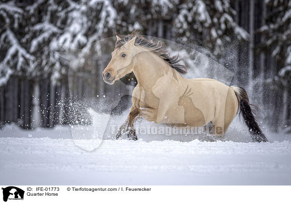 Quarter Horse / Quarter Horse / IFE-01773